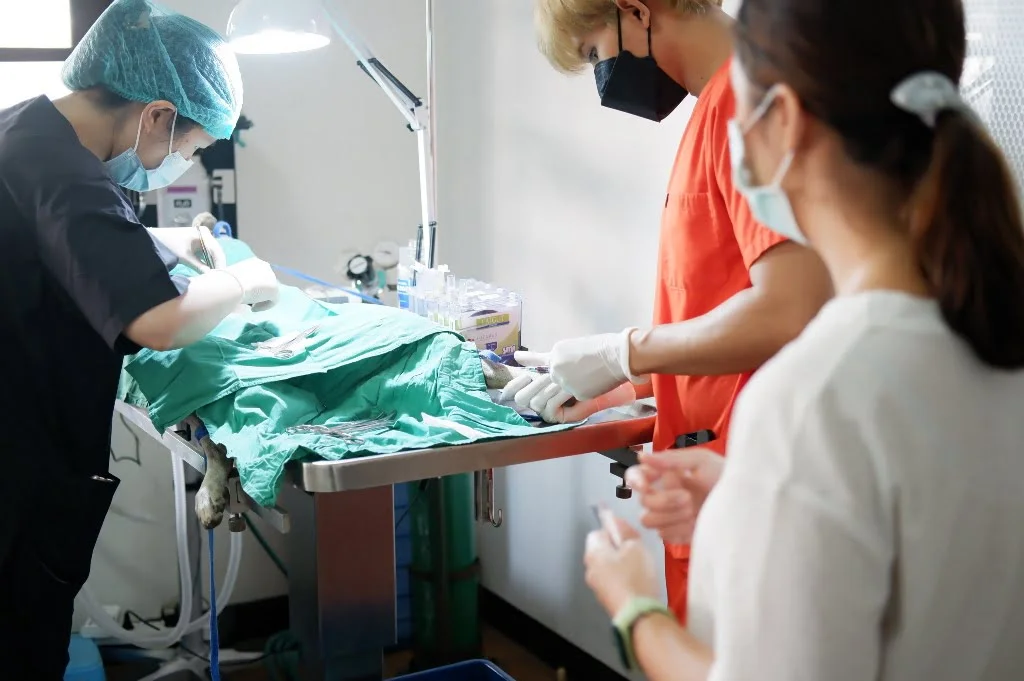 Vet Chula and Soi Dog Partner to Research Dog Contraception