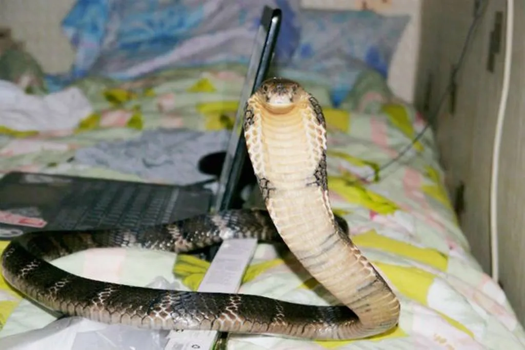 Thailand, Woman Finds Giant Long King Cobra in Her Bed