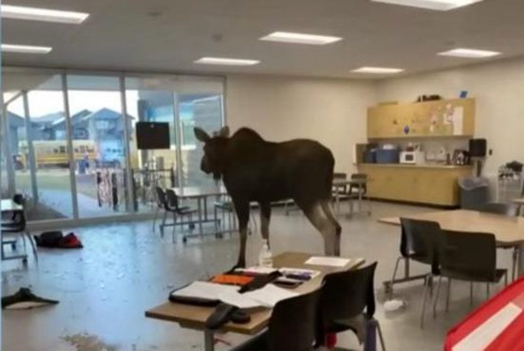 Young Moose Wins the Hearts of Canadians in Saskatchewan