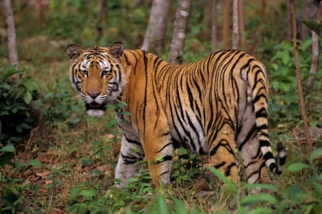Tiger Club, Thailand