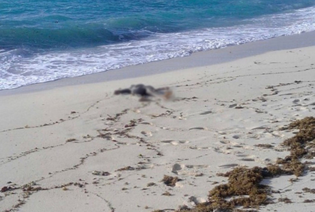 Pensioner Finds Headless Corpse During Morning Beach Stroll