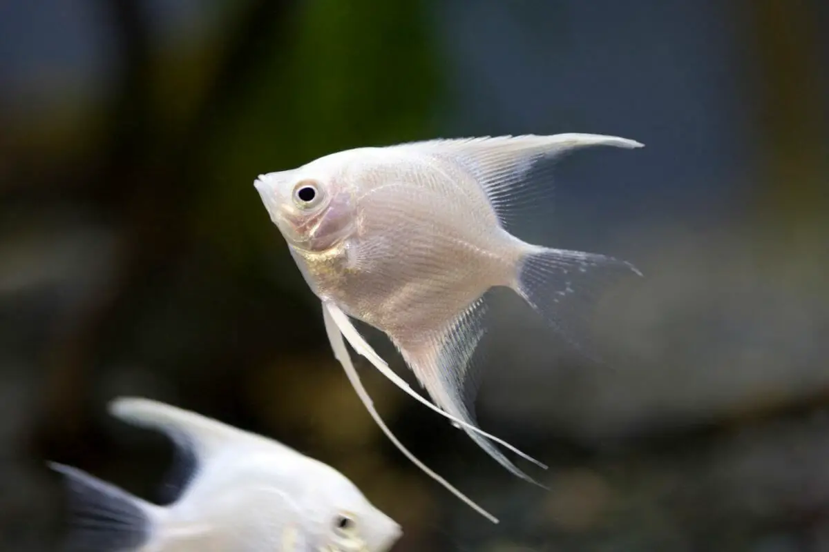 Angelfish