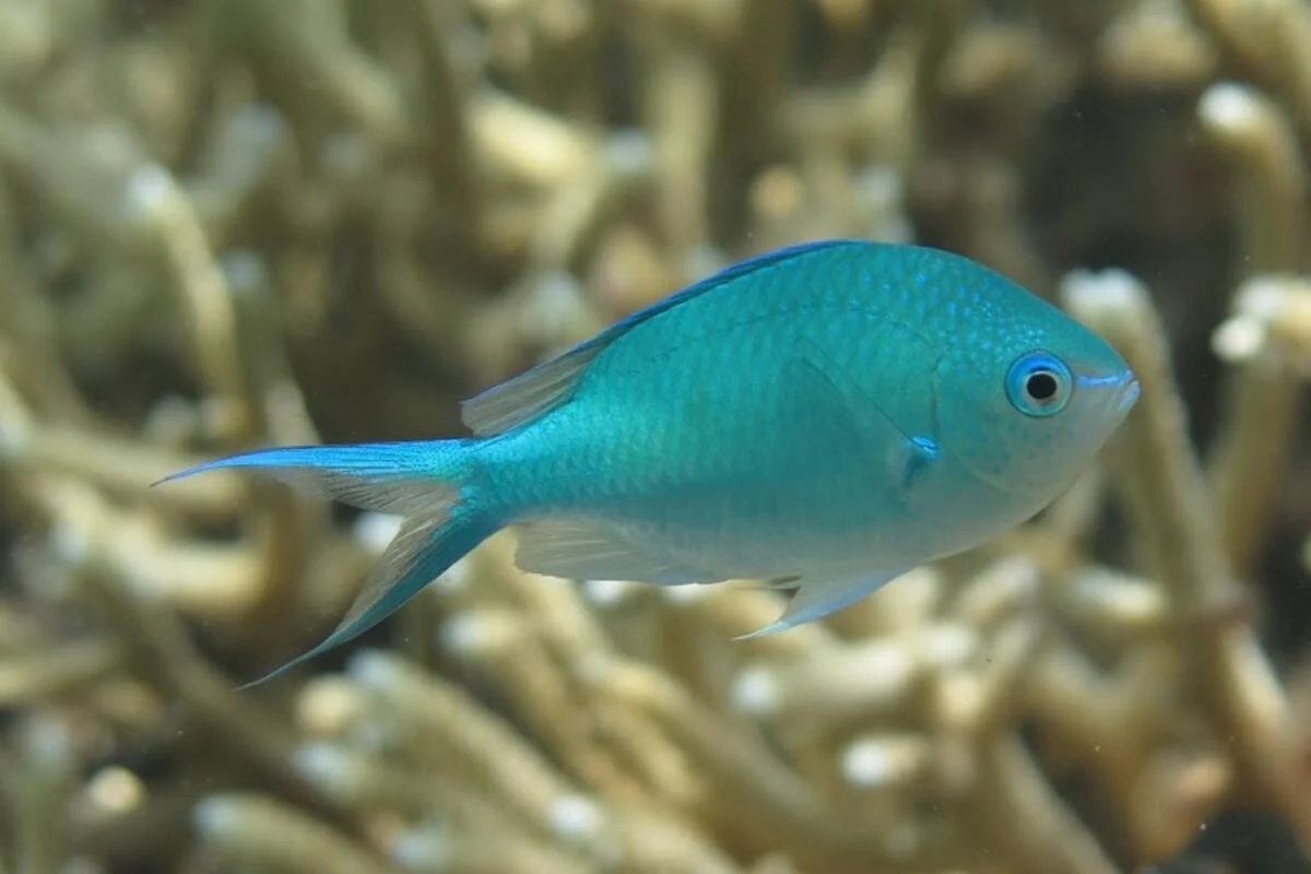 Blue-Green Chromis