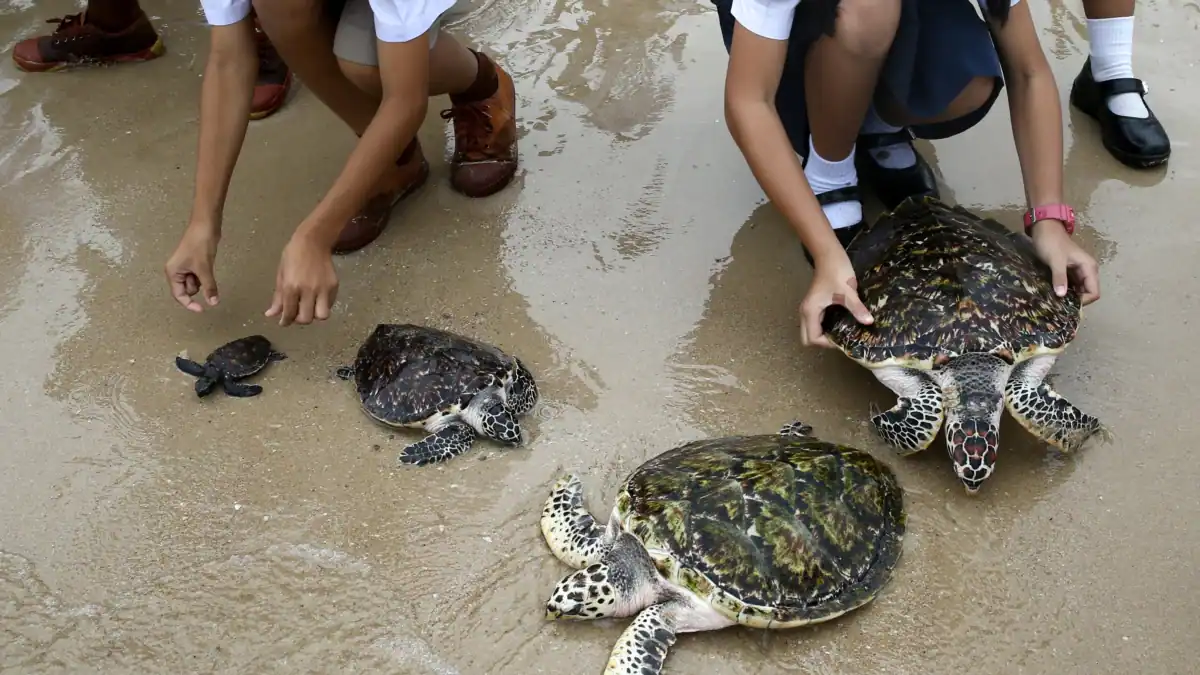 Sea Turtles Return to Thailand's Beaches in the Absence of Tourists