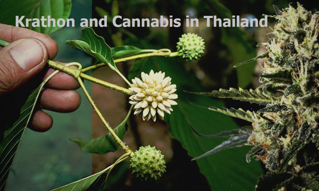 Thailand 2021 The Year of Cannabis and Kratom Legalization