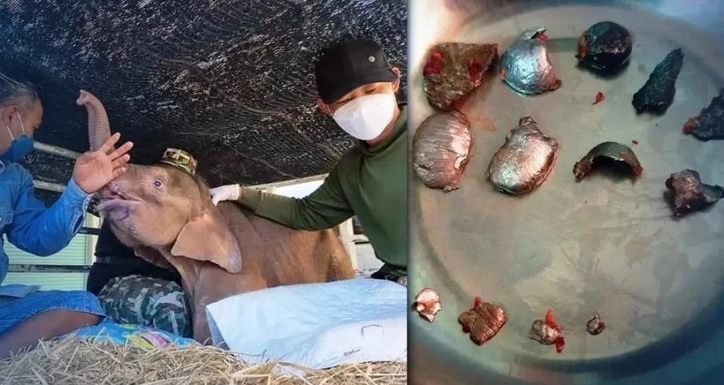 Vets in Thailand Remove 14 Bullets from Baby Elephant