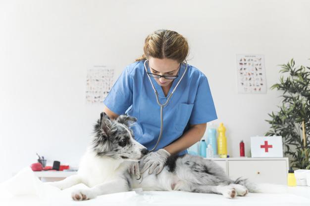Professional Tips for Starting Your Own Veterinary Practice