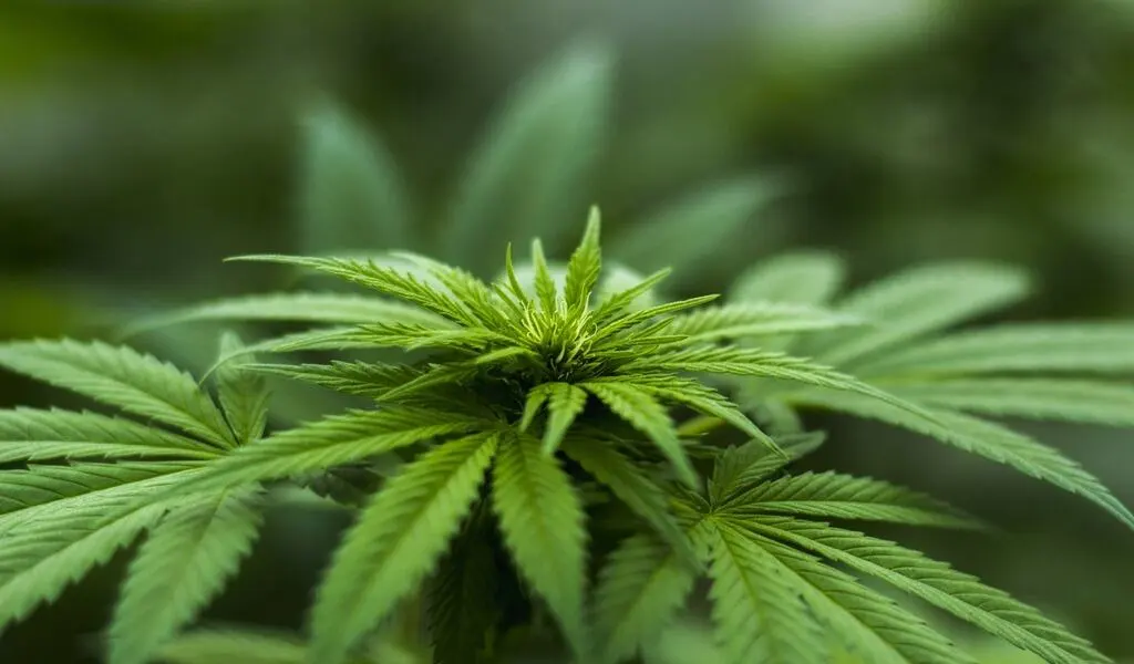 Great Facts About Afghan Kush Seeds 156 Afghan Kush Seeds, outdoor seeds, Sour Diesel Autoflower Seeds