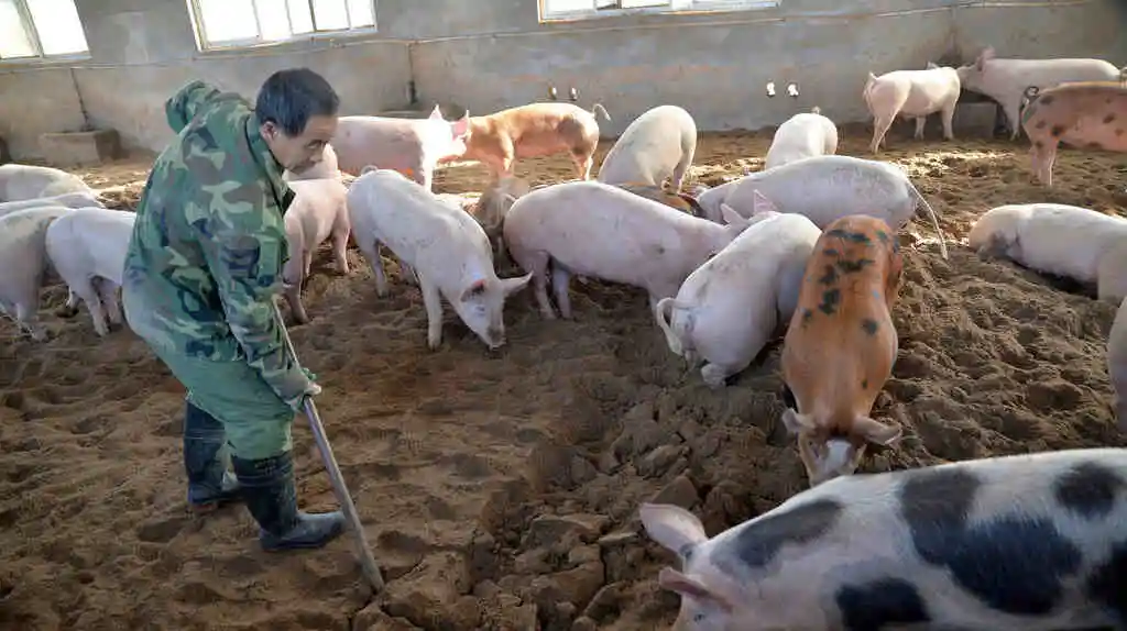 African Swine Fever Detected in Pig Slaughterhouse