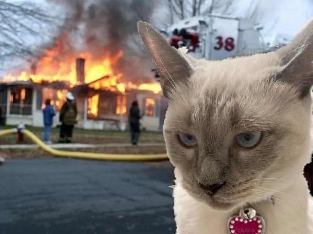 Cats Blamed for Over a Hundred House Fires in South Korea