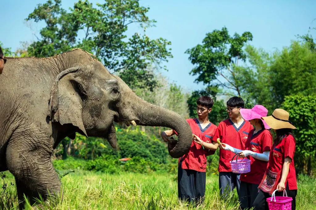 Elderly Elephants Get a New Home in Northern Thailand