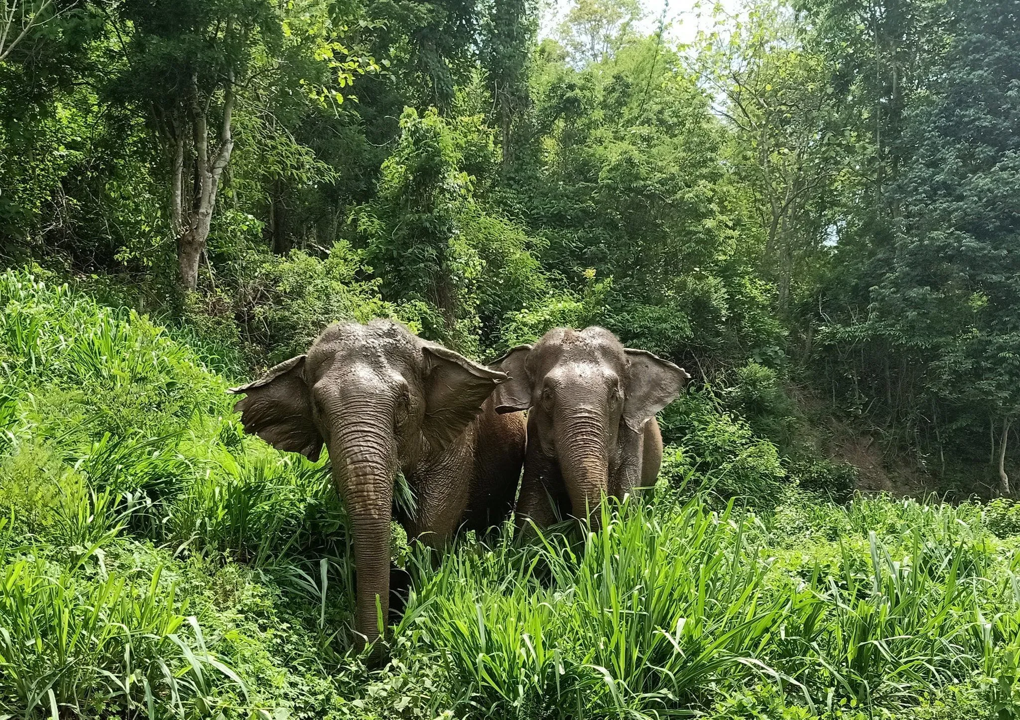 Man Lost for 21 Days Says He was Hunted by Wild Elephants