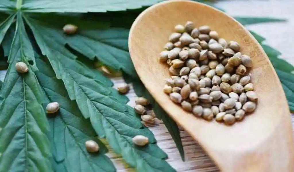 Marijuana Seeds