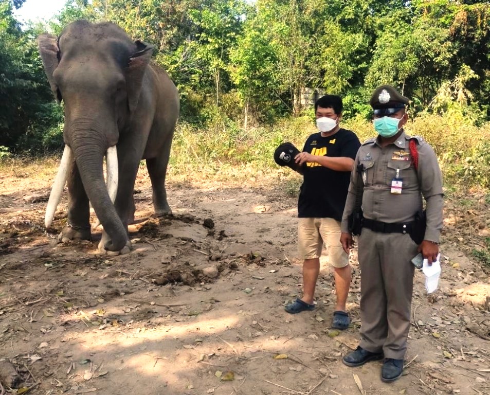 elephant, chiang mai, Thailand