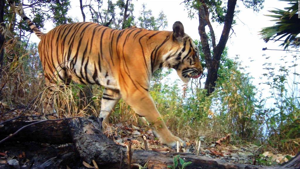Asian Tiger to Have Better Protection in Thailand's Parks