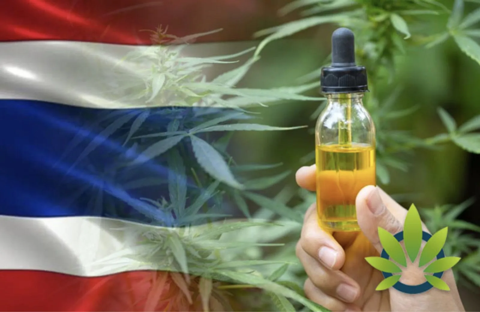 Study Finds 4.3% of Thailand's Adult Have Tried Cannabis CBD