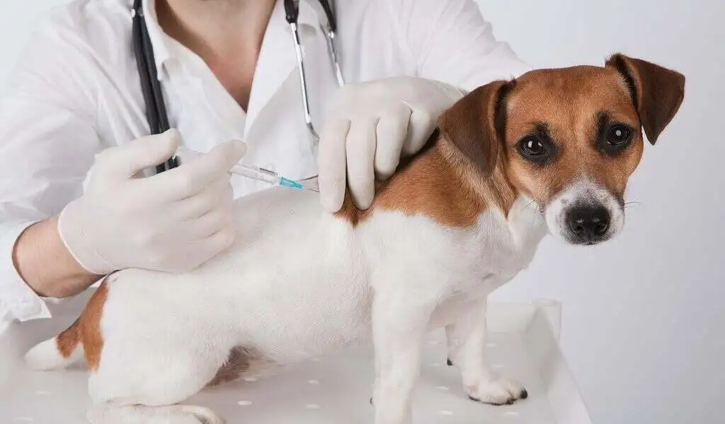 Vaccinating Your Dog