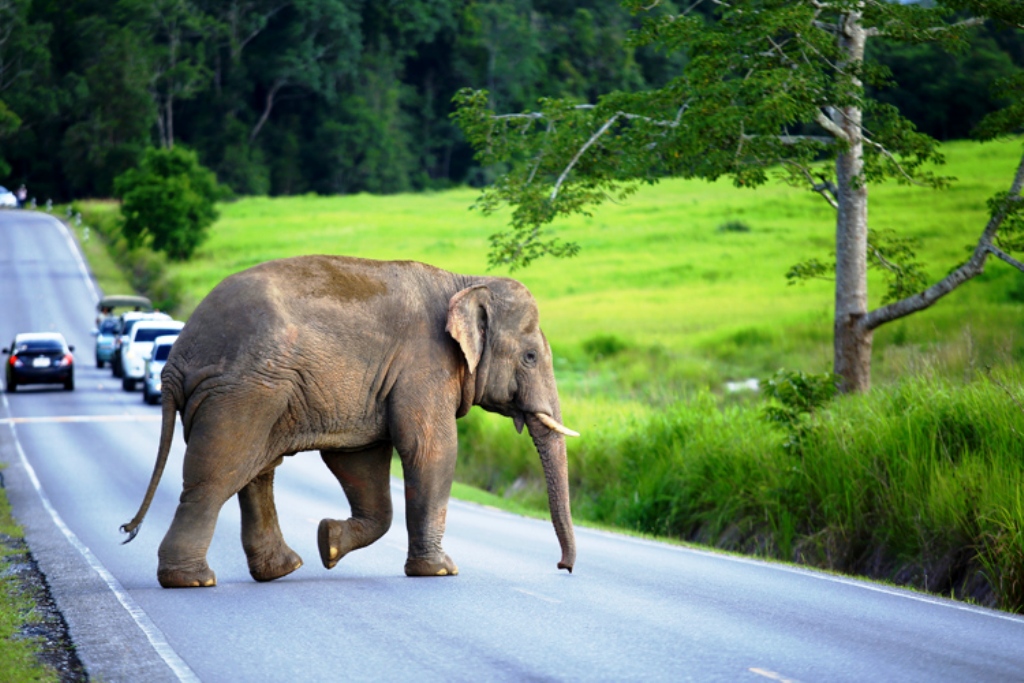 Motorists Now Face 10 Year Jail Term for Injuring Elephant