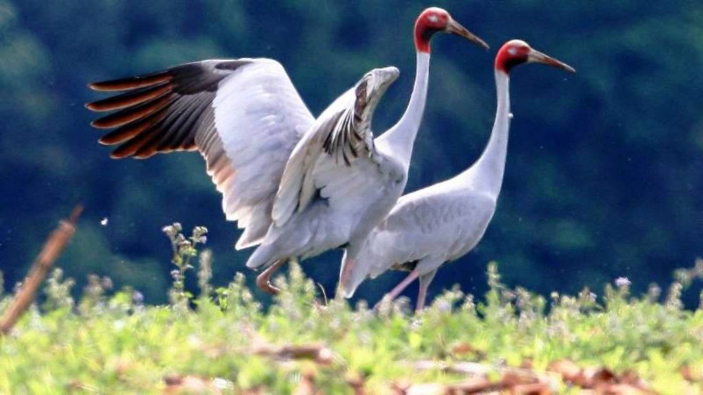 Scarce Sarus Cranes Make a Soaring Comeback in Thailand