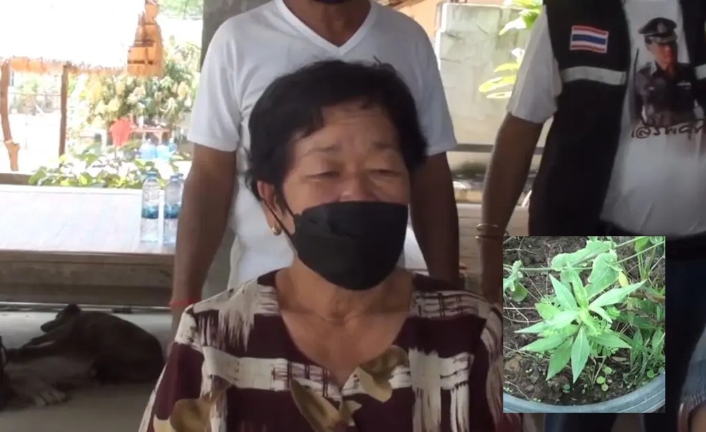 Cops Bust 72-Year-old Woman for 5-Inch Marijuana Plant
