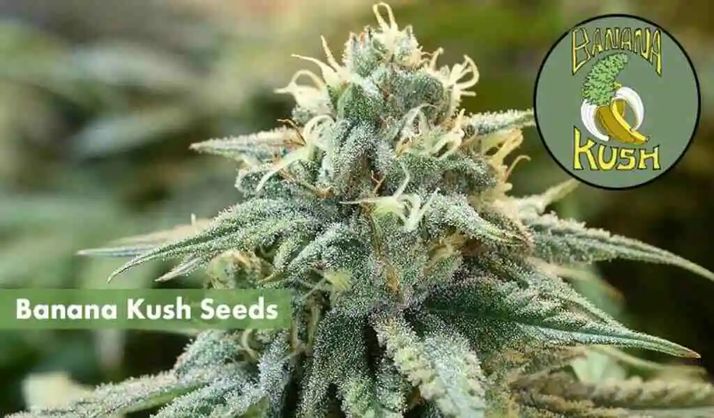 Banana kush Autoflower Seeds