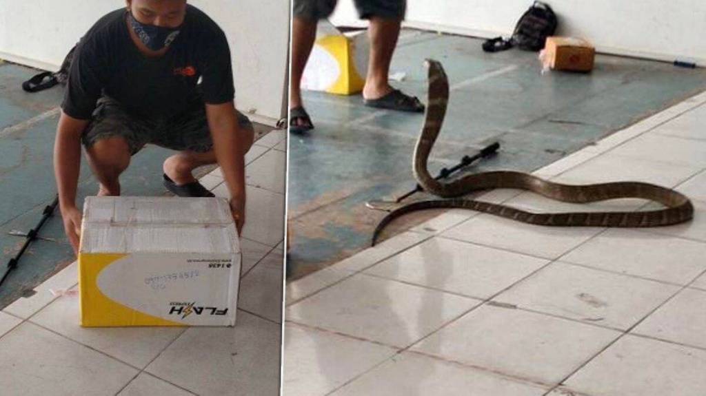Courier Finds 4 Meter Long King Cobra in Shipping Package