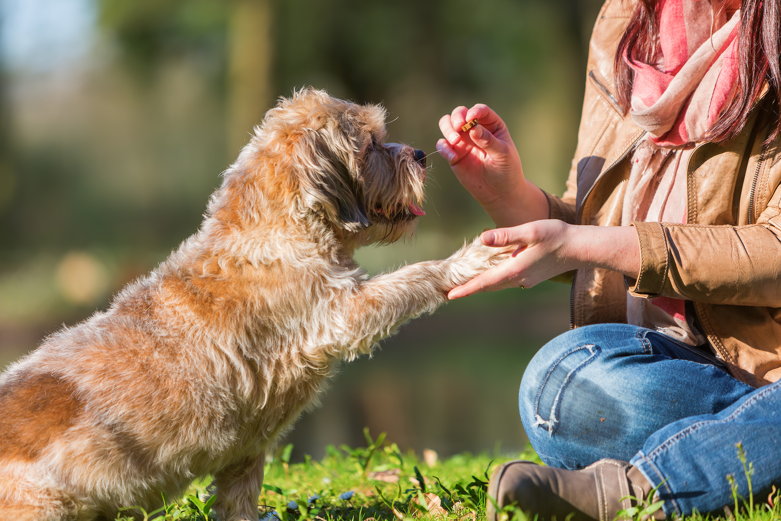 Discover if CBD is Right for Your Pet