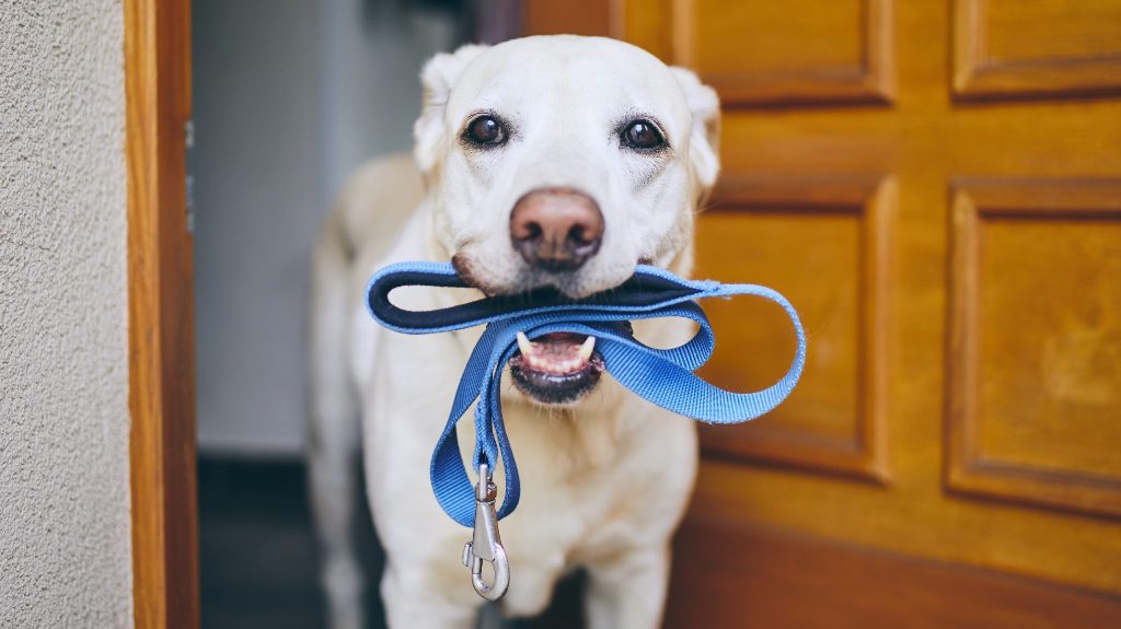 How to Clean a Dog’s Nylon Harness
