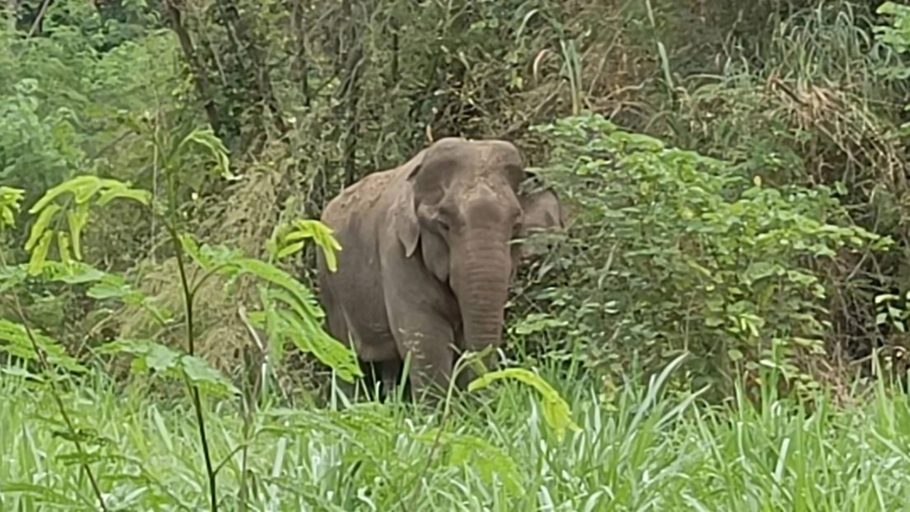 Arrest Warrant Issued for 25 Year-Old Wild Asian Elephant