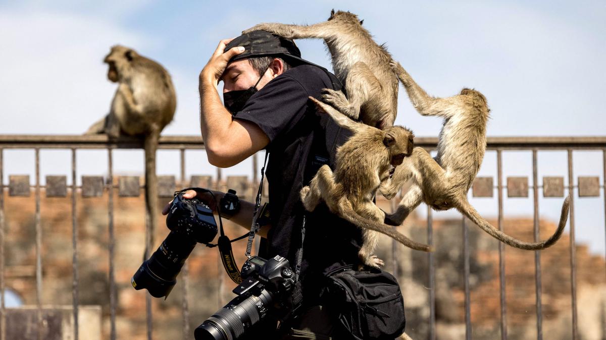 Gangs of Monkeys Wreaking Havoc in Lopburi, Thailand