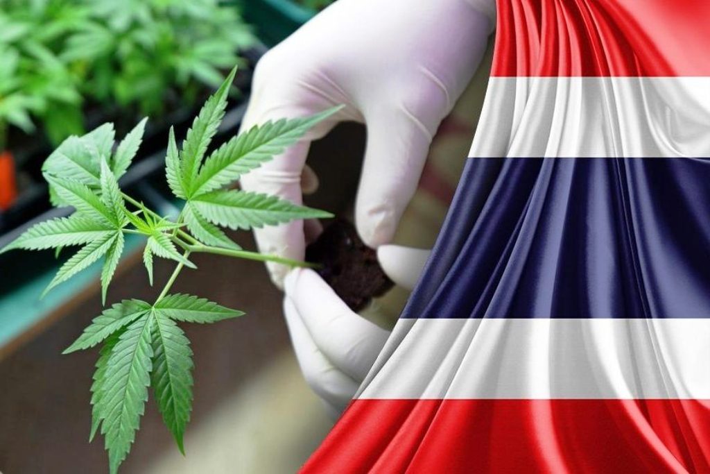 Clarifying Myths About Thailand’s Cannabis Laws