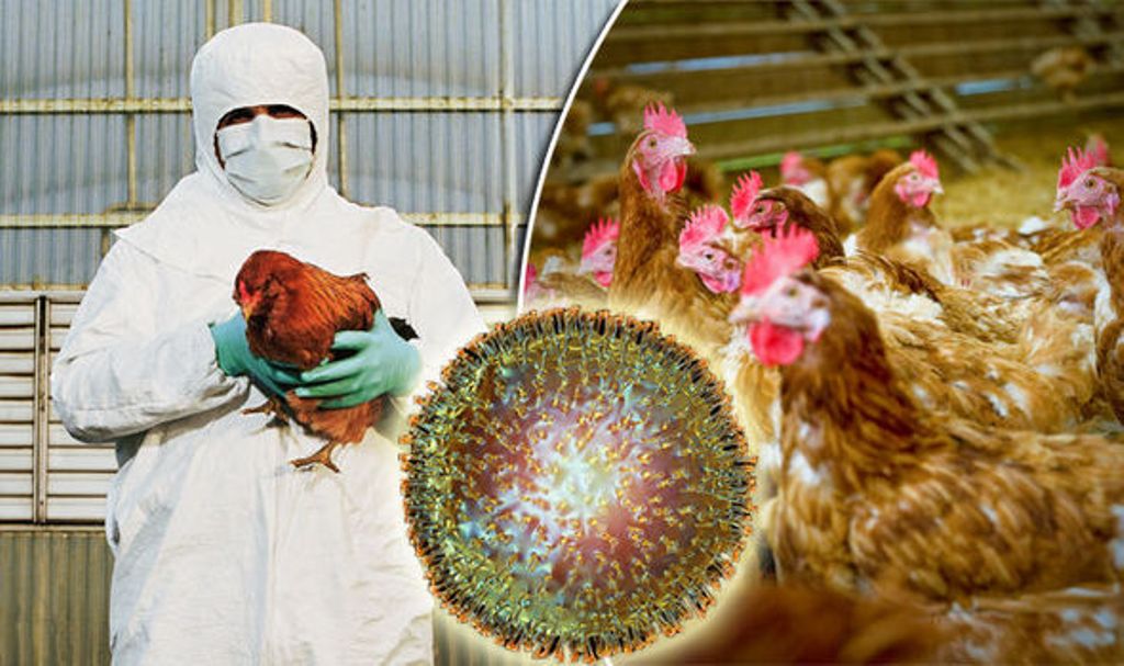 Thailand Issues Bird Flu Warning after Outbreaks in 30 Countries