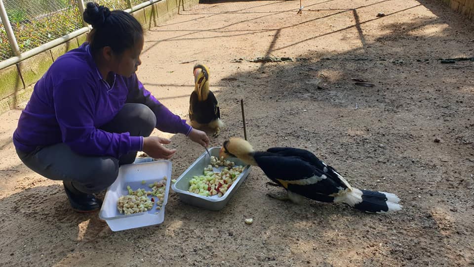 great hornbills rescued