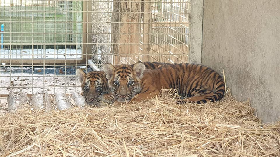Tiger Cubs Rescued from Suspected Wildlife Trafficker