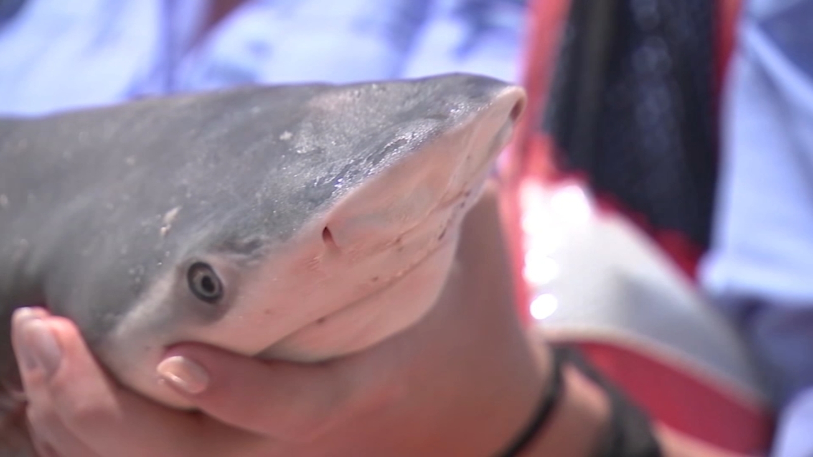 8-Year-Old Boy Recovering after Shark Attack in Phuket, Thailand