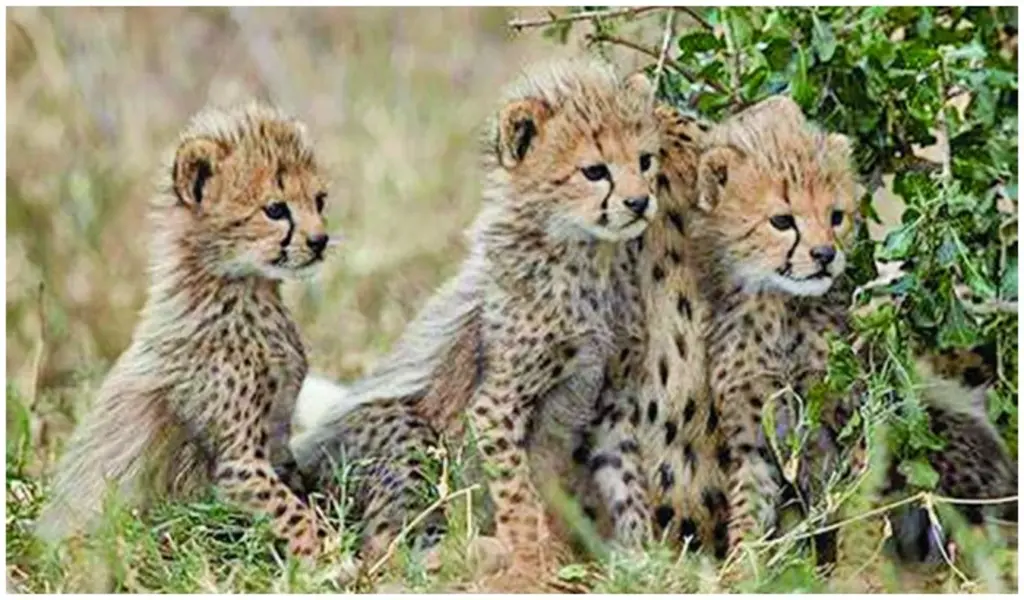 Second Endangered Cheetah Cub Dies In Iran