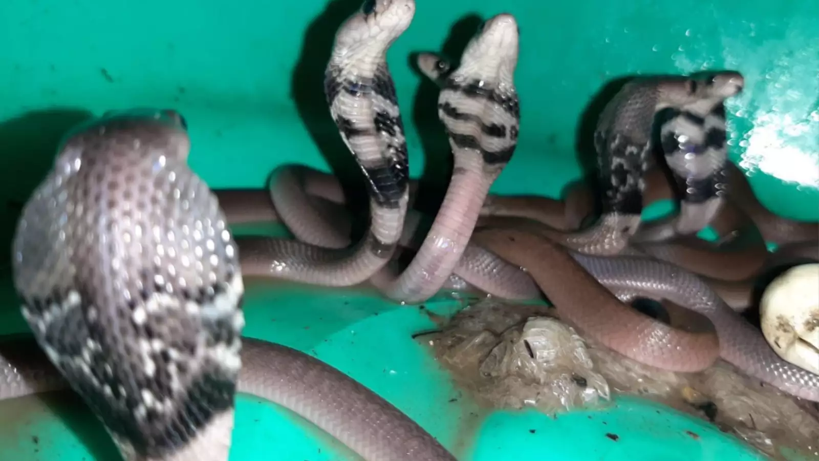 Family Flees After Home Invaded by an Army of Cobra Snakes