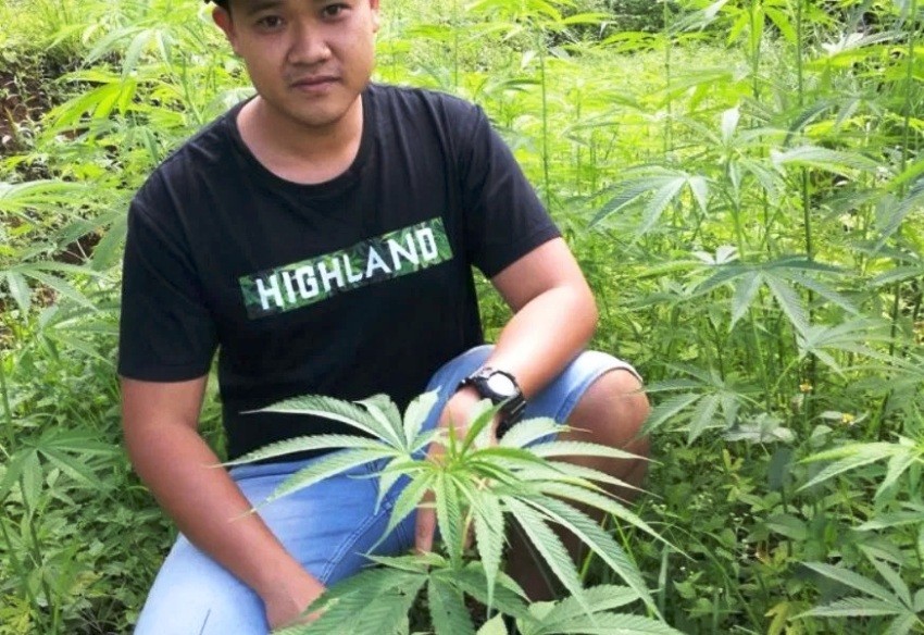 Homegrown Marijuana in Thailand