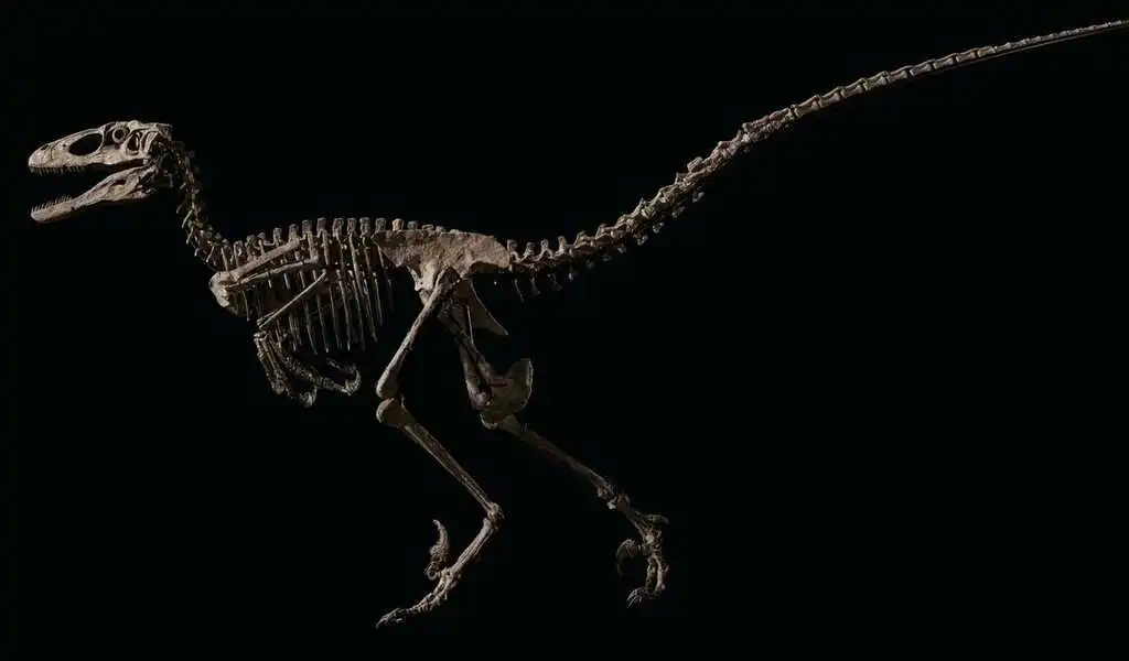 Skeleton Of Dinosaur That Inspired 'Jurassic Park' Sells for $12.4 Million At Christie's