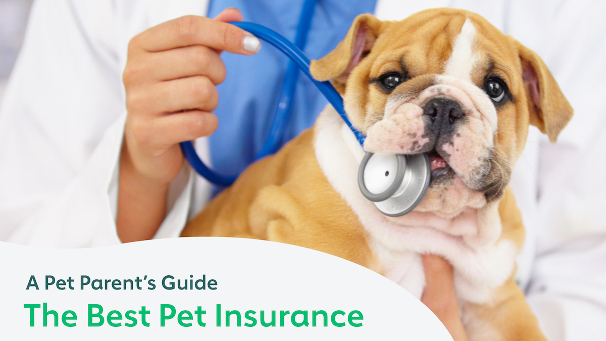 The Top 4 Benefits of Pet Insurance