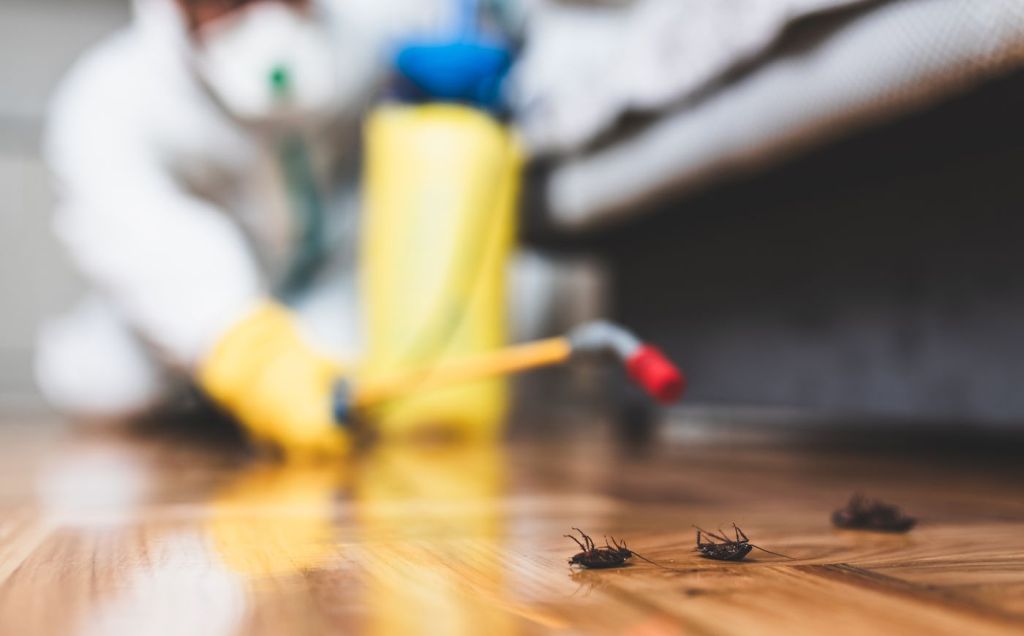 Top 5 Reasons to Have Regular Pest Control for Your Home