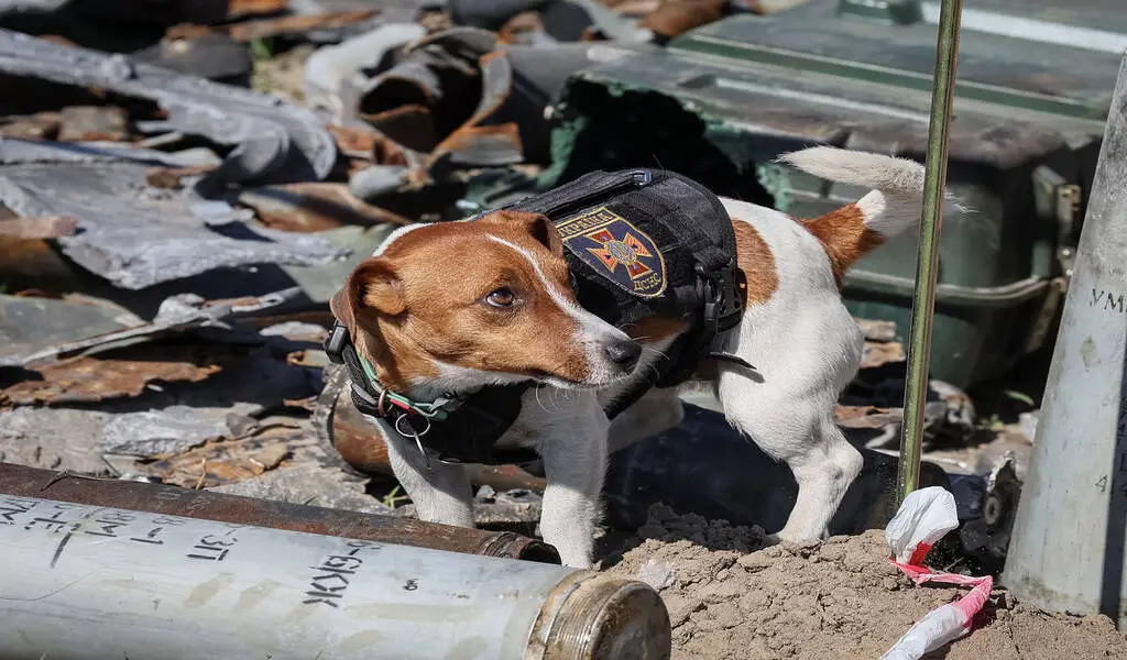 Ukraine's Top Canine Deminer Patron Receives Award From Zelenskyy