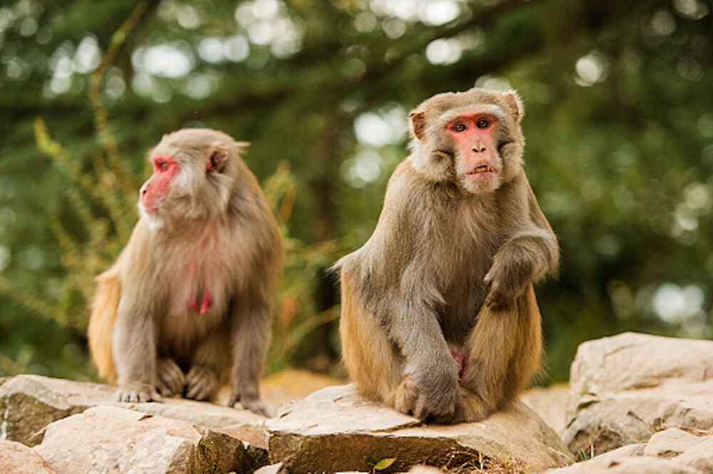 11 People in Thailand Infected with Malaria By Macaque Monkey Parasite