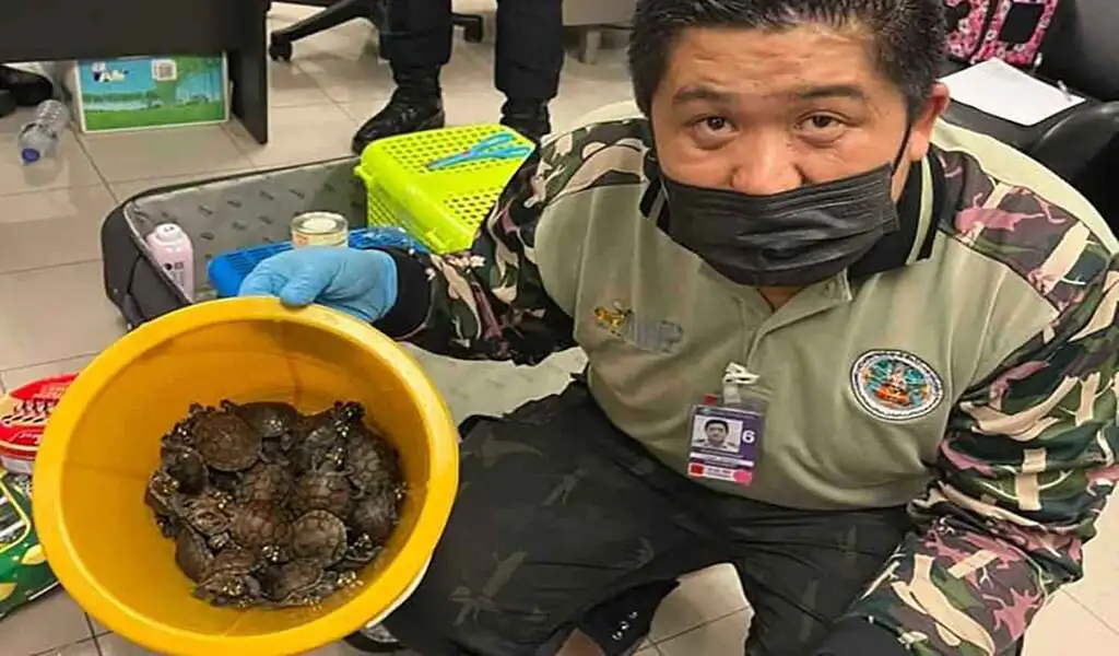 109 Live Wild Animals Found In Luggage At Airport In Thailand