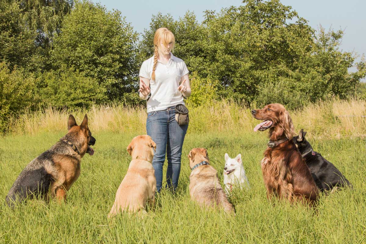 5 Top Reasons For a Refresher Dog Training Course