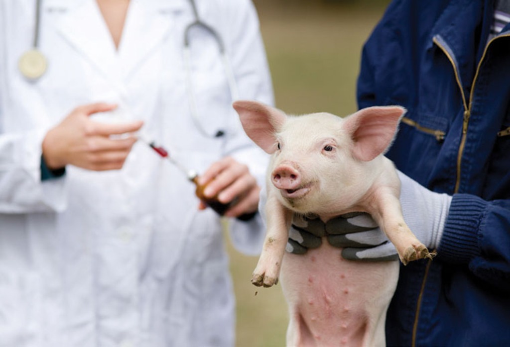 African Swine Fever Vaccine