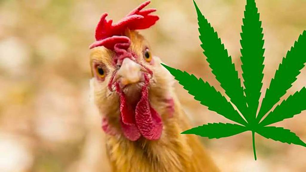 Chickens Healthier in Northern Thailand After Being Fed Cannabis