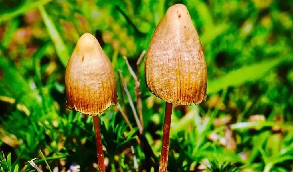 Psilocybin Mushrooms Claim The Throne Of The Best Antidepressant