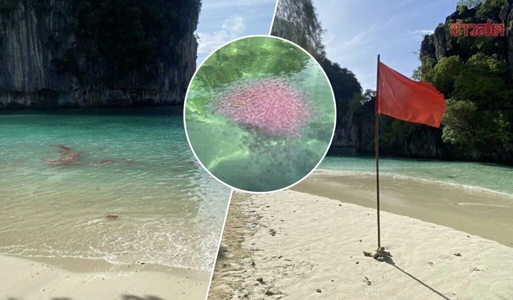 Raise A Red Flag! Fire Jellyfish Warning In Krabi, Southern Thailand