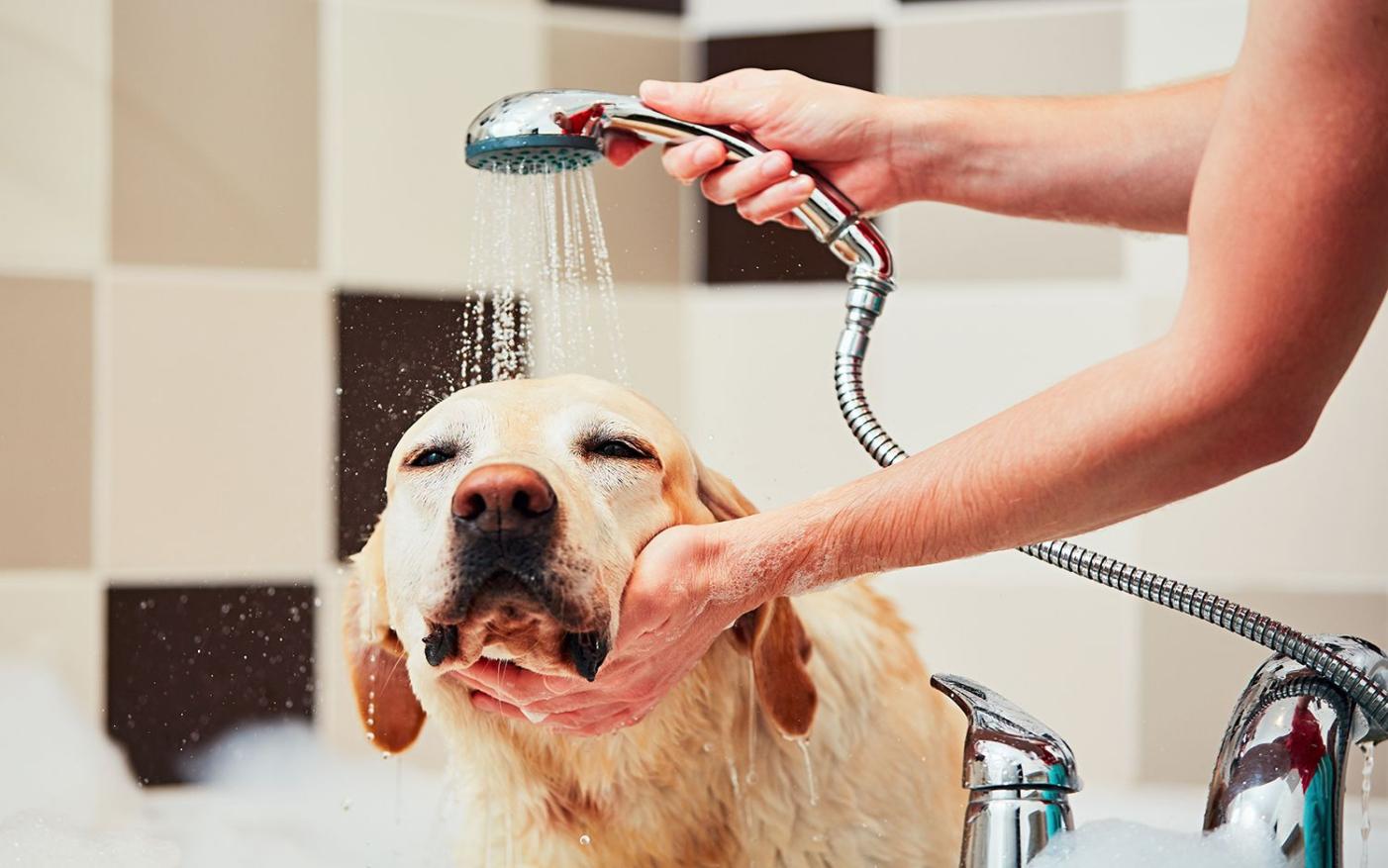 3 Things You Need To Know About Dog Shampoo